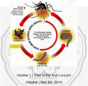 Gambar 2.1 Daur hidup Aedes aegypti 