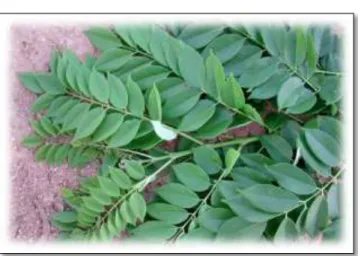 Gambar 2. Daun gamal (G. maculata)                     (Sumber: BBPP, 2015) 