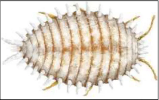 Gambar 5. Morfologi P. minor 