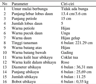 Tabel 1. Hasil identifikasi karakter ubikayu Adira 1        umur 6 bulan 