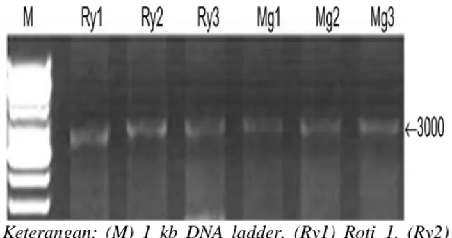 Gambar 1. Profil  Pita  DNA  Total  Ubi  Kayu  Menggalo  dan  Roti  Menggunakan  1,2% Gel Agarose