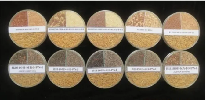 Tabel  2.  Kandungan amilosa dan  antosianin beberapa galur harapan dan varietas padi beras merah dan beras hitam.