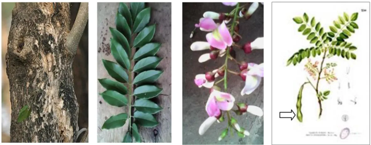 Gambar 1.Bagian tanaman gamal : a. batang, b. daun, c. bunga, d. Buah (Dokumen pribadi, 2015).