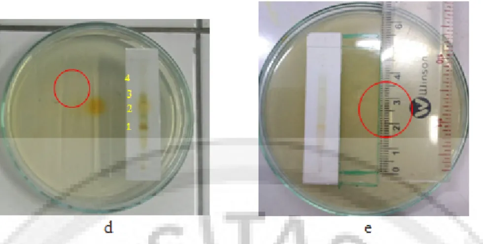 Gambar D.1  Kromatogram KLT fraksi etil asetat ke 4 getah pelepah pisang Manggala, fase diam :  silika  gel  GF  254,  fase  gerak  :  Toluen :  kloroform  :  metanol  (5  :  4 :  1) a