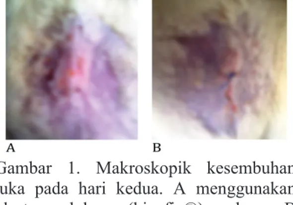 Gambar 1. Makroskopik kesembuhan  luka pada hari kedua. A menggunakan  plester luka (hipafix®) dan B  menggunakan jahitan sederhana terputus 