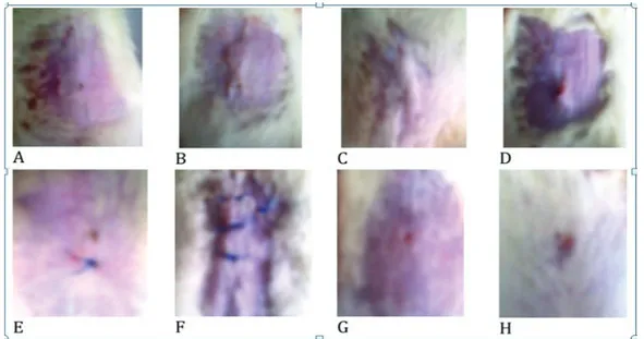Gambar 3. Makroskopik kesembuhan luka pada hari ke-6. A, B, C dan D menggunakan  hipafix