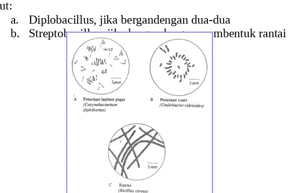 Gambar 1. Bentuk sel bakteri: (a) batang, (b) spiral dan (c) kokus.