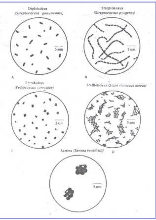 Gambar 4. Variasi spiril bakteri