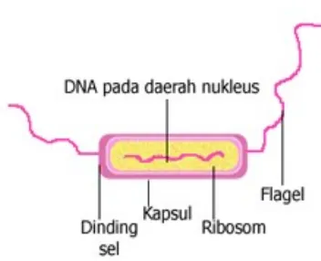 Gambar 6. Struktur-struktur utama di luar dinding sel bakteri.