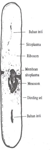 Gambar 8. Struktur-struktur utama yang terdapat di dalam dinding sel bakteri.