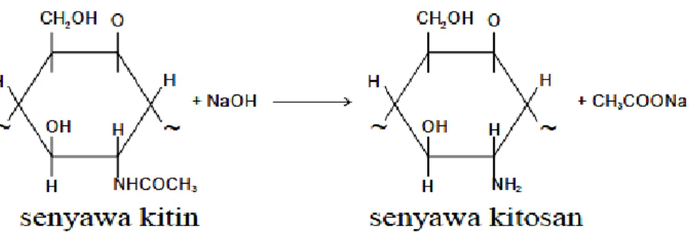 Gambar 5. Reaksi senyawa kitin menjadi senyawa kitosan (Hargono, dkk., 2008)  Sifat alami kitosan dapat dibagi menjadi sifat kimia dan sifat biologi