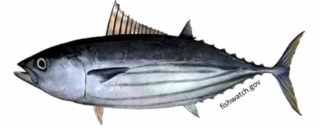 Gambar 1. Ikan Cakalang (Katsuwonus pelamis)  Sumber: fishwatch.gov. 
