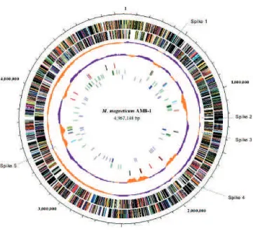 Figure 1. Circular representation of the 4 967 148-bp genome of Magnetospirillum sp. AMB-1