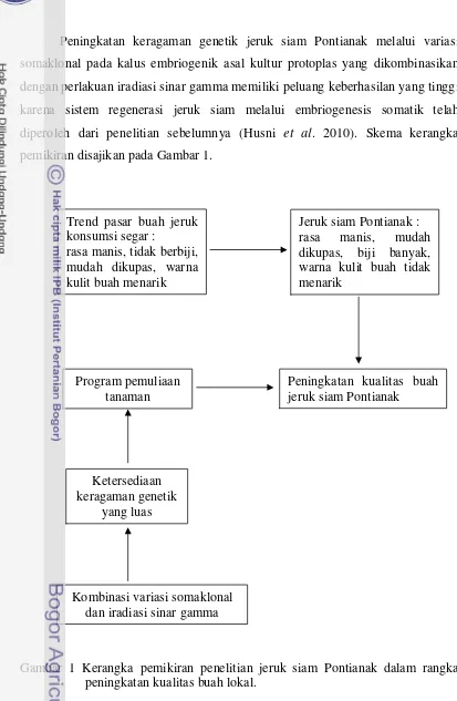 Gambar 1 Kerangka pemikiran penelitian jeruk siam Pontianak dalam rangka 