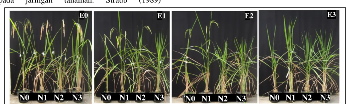 Gambar 1. Kenampakan morfologi tanaman padi rojolele umur 125 hari. N0: kontrol (tanpa pupuk N); N1: 50 kg/ha; N2:  100 kg/ha; dan N3: 150 kg/ha