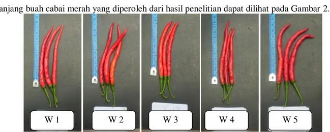 Gambar 2. Panjang buah cabai merah setiap perlakuan waktu aplikasi pupuk yang diberikan