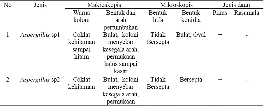Tabel 2. Morfologi jamur perombak serasah  