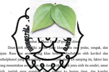 Gambar 2. Daun Sirih (Piperis Folium) 