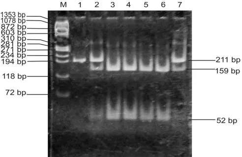 Gambar 3. Hasil elektroforesis PCR-RFLP AluI gen GH sapi Limura dan Madura. Lajur M: Marker (ΦX174  DNA/BsuRI (HaeIII), Lajur 1: produk PCR (211 bp), Lajur 3-6, genotip LL (159 bp dan 52 bp), lajur 2,7 genotip 
