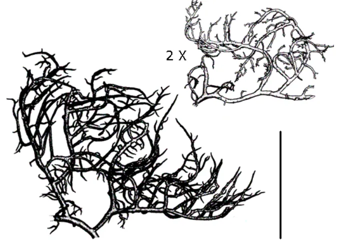 Gambar 1  Morfologi rumput laut Kappaphycus alvarezii (www.surialink.com/ abc_eucheuma/1/45.htm)