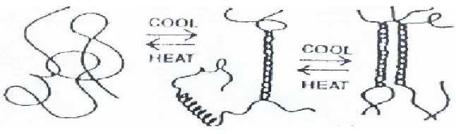 Gambar 5   Mekanisme pembentukan gel (Rees, 1969 di dalam Glicksman, 1983). 