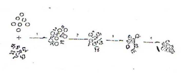 Gambar 2.5  Tahap-tahap koagulasi polielektrolit kitosan                         (Kennedy, dkk.2001) 