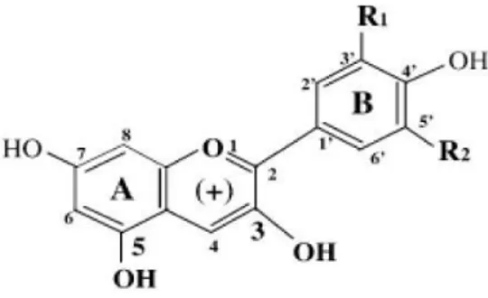 Gambar 5. Struktur kimia antosianidin (Giusti dan Wrolstad, 2003)  Degradasi  antosianin  dapat  terjadi  selama  proses  ekstraksi,  pengolahan  makanan,  dan  penyimpanan