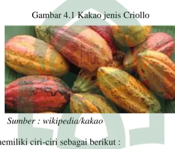 Gambar 4.1 Kakao jenis Criollo