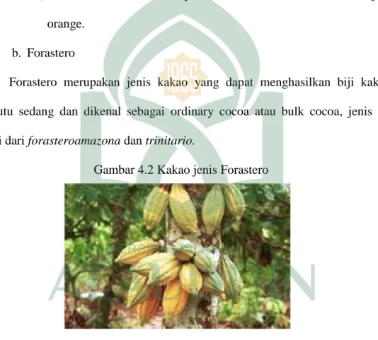 Gambar 4.2 Kakao jenis Forastero
