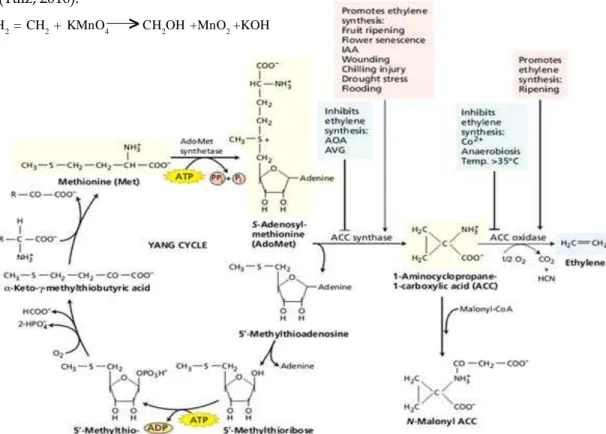 Gambar 1: Siklus  Proses Pembentukan Ethylene