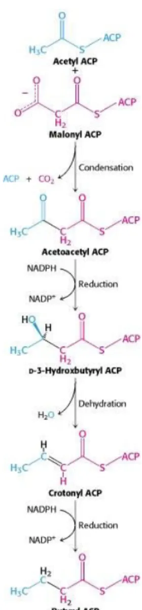 Gambar 1.  Siklus pertama sintesis asam lemak (Berg et al., 2002).