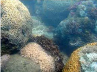Gambar V.c.4 Terumbu karang jamur 