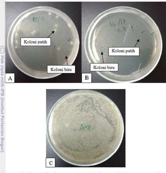 Gambar    7    Koloni  E.coli  yang  tumbuh  dari  fragmen  DNA  dengan  (A)  Primer  10pa17, (B) Primer  16pa17, (C) Kontrol  positif 