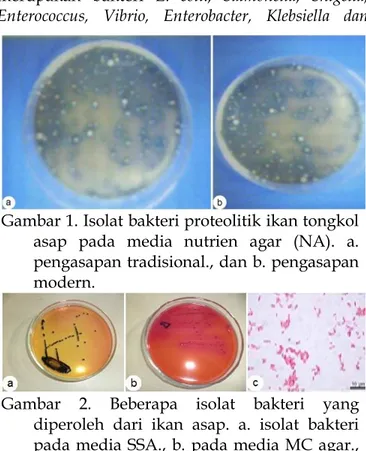 Gambar 1. Isolat bakteri proteolitik ikan tongkol  asap  pada  media  nutrien  agar  (NA)