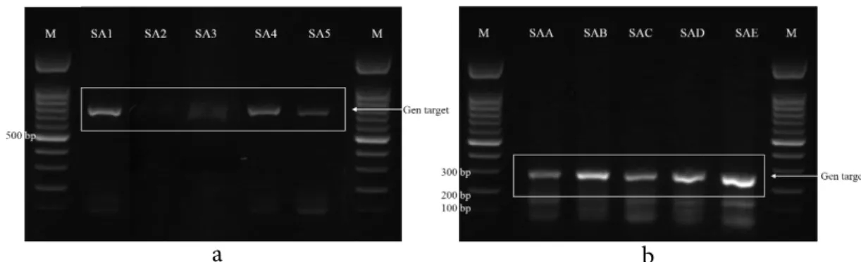 Gambar 1 Elektroforegram: (a) sampel sidat segar dengan primer full length DNA 