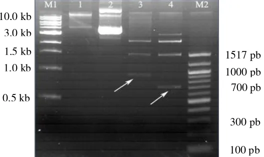 Gambar 7. Produk PCR DNA target  yang dipotong secara langsung dengan enzim NcoI danXhoI (lajur 1)