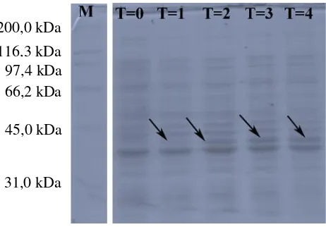 Gambar 9.  Hasil ekspresi daerah DBL3x pada E.coli BL21 (DE3). M : Pita Protein StandardBroad range, T=0 : waktu induksi jam ke-0, T=1 :  jam ke-1, T=2 : jam ke-2, T=3: jam ke-3, T=4 : jam ke-4