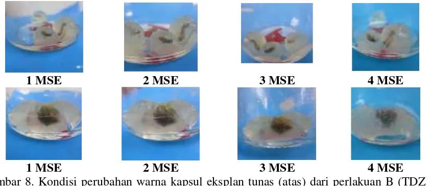 Gambar 8. Kondisi perubahan warna kapsul eksplan tunas (atas) dari perlakuan B (TDZ   0mgL-1 + NAA 0,1 mgL-1)dan eksplan kalus (bawah) dari perlakuan K (TDZ 1 mgL-1 + NAA 0,1 mgL-1) pada 1, 2, 3 dan 4 MSE (minggu setelah enkapsulasi).
