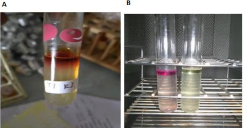 Gambar 3. Gambar A menunjukkan hasil positif pada uji Indol sampel urin  pada pasien ISK, sedangkan gambar B hasil uji indol jika bewarna  merah (+) dan tidak berwarna (-)