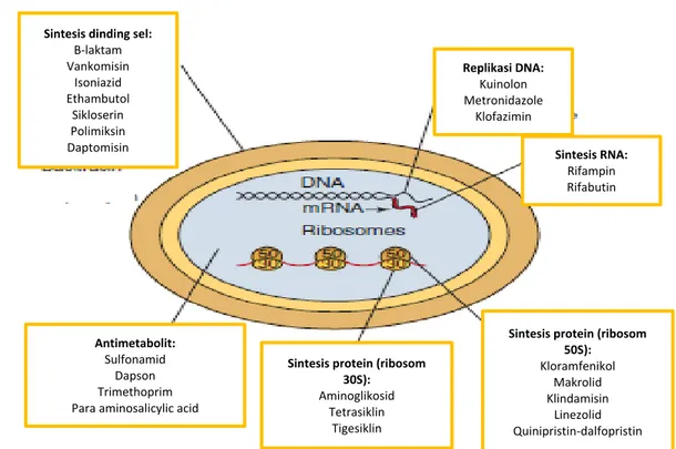 Gambar 1. Mekanisme Kerja Antibiotik pada Bakteri  11  Semua  antibiotik  golongan  β-laktam 