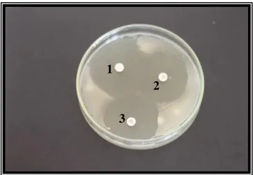 Gambar 7. Zona hambat bakteri terhadap antibiotik  1) Tetrasiklin 30µg; 2) Ampisilin 10µg;  3) Amoksisilin 25µg 