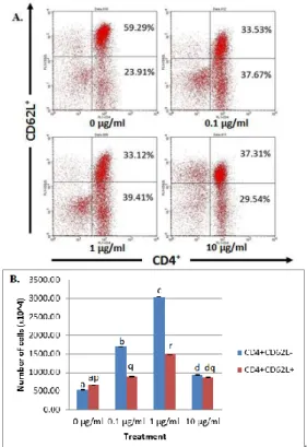 Figure 1.   Population  of  CD4 + CD62L -   and  CD4 + CD62L +   T  Cells: A. Relative number; B