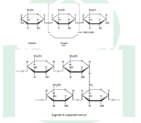 Gambar 4. Struktur Amilosa dan Amilopektin  (Rowe, 2009). 