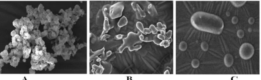 Gambar 1. Bentuk granula tepung bengkuang (A) dan termodifikasi hasil uji SEM konsentrasi HCl 2% dan lama hidrolisis 48 dan 72 jam (B dan C).