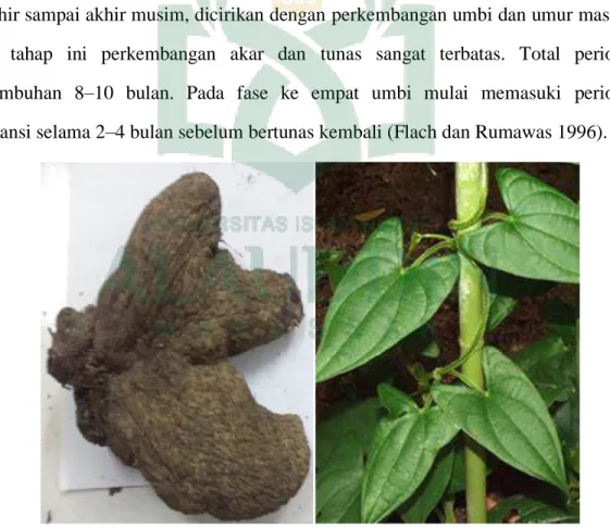 Gambar 1: Umbi dan daun Dioscorea alata (Yusuf, 2016) 