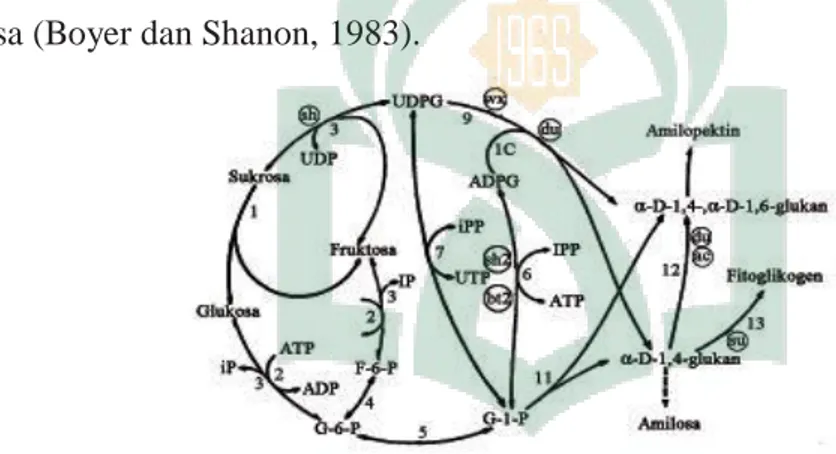 Gambar 4: Siklus konversi sukrosa menjadi amilosa, amilopektin, dan  fitoglikogen dari biji jagung (Boyer dan Shanon, 1983) 
