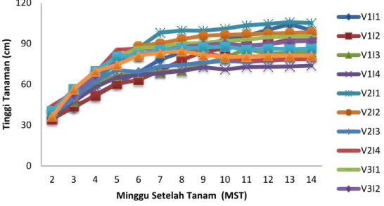 Gambar 1. Pengaruh Intensitas Cekaman Air terhadap Tinggi Tanaman  Analisis  ragam  menunjukkan 