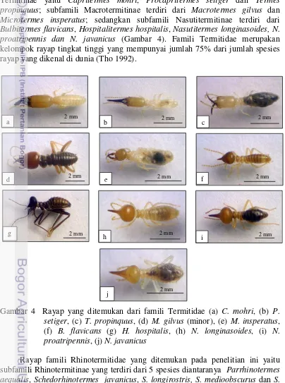 Gambar 4  Rayap yang ditemukan dari famili Termitidae (a) C. mohri, (b) P. 