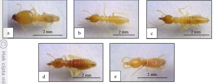 Gambar 5  Rayap yang ditemukan dari famili Rhinotemitidae (a) P. aequalis, (b)   