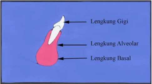 Gambar 2. Hubungan lengkung gigi, lengkung basal dan                                             lengkung alveolar  8 